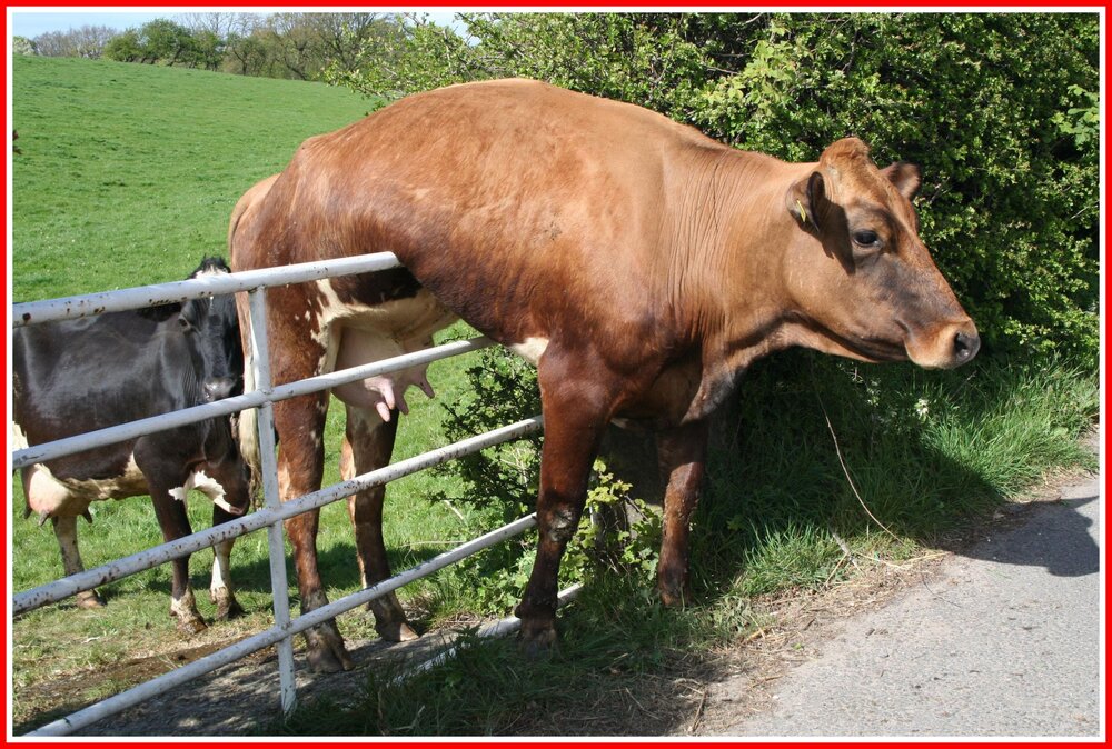 Cow on a Gate.jpg