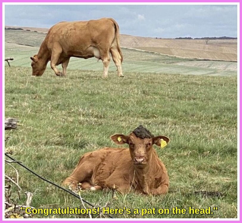 Cows In A Field.jpeg