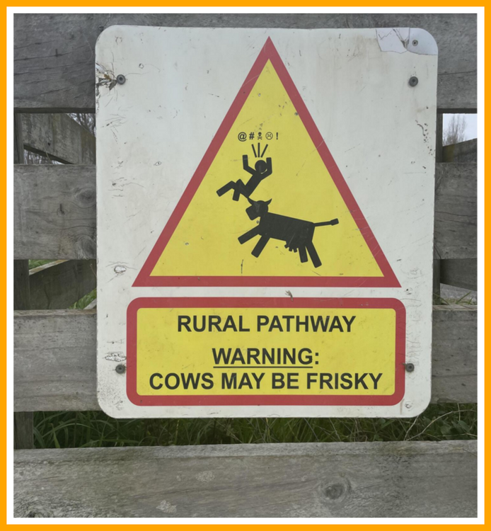 Cows In New Zealand - Warning.png