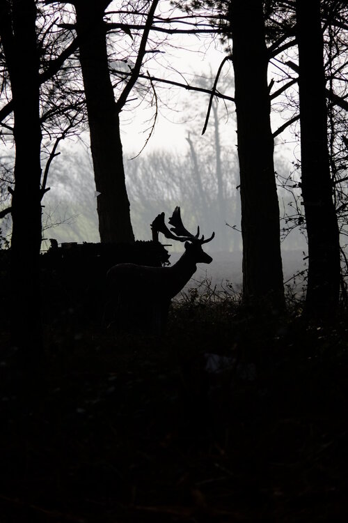 DSCF1075.jpg