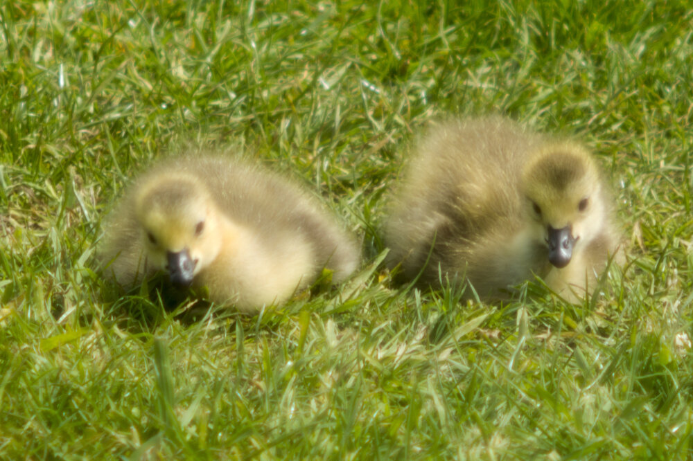 DSC_0037.jpg