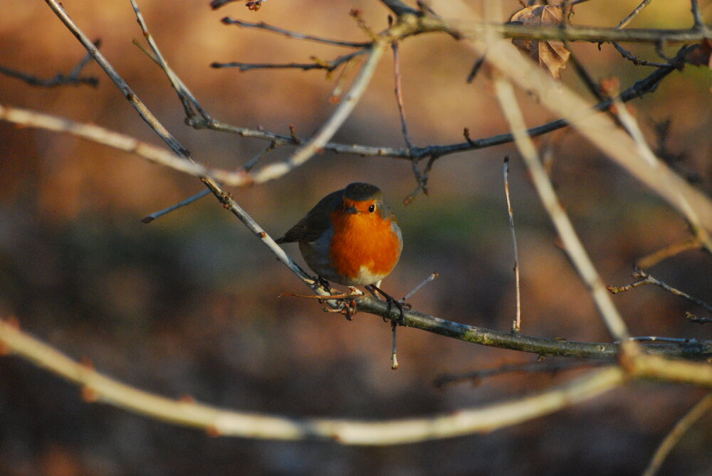 DSC_0208.jpg