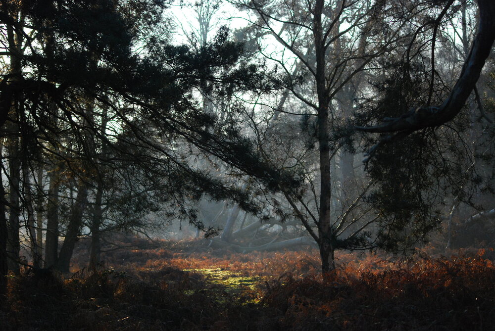 DSC_0220.jpg