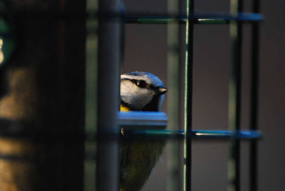 DSC_0269.jpg