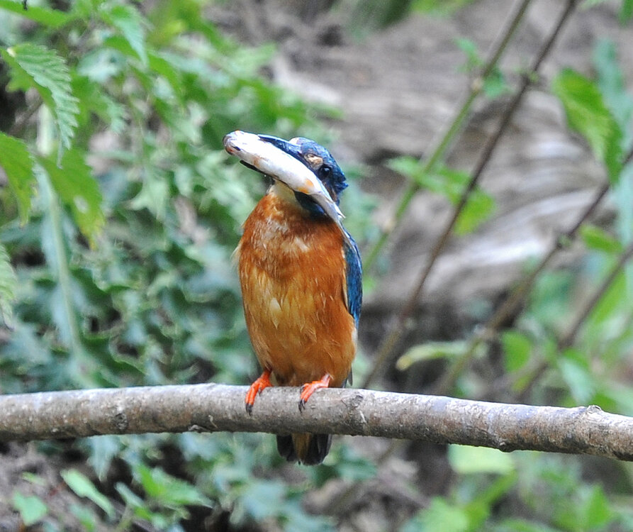 DSC_1846.JPG