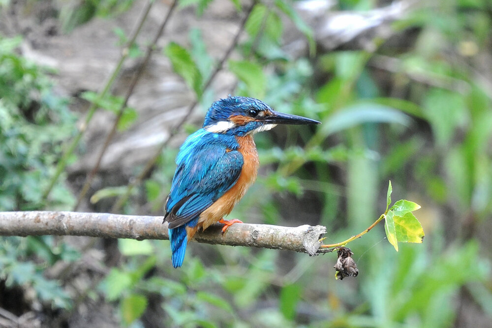 DSC_1870.jpg