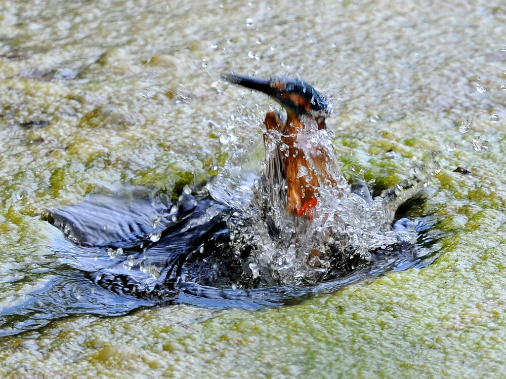 DSC_1906.jpg