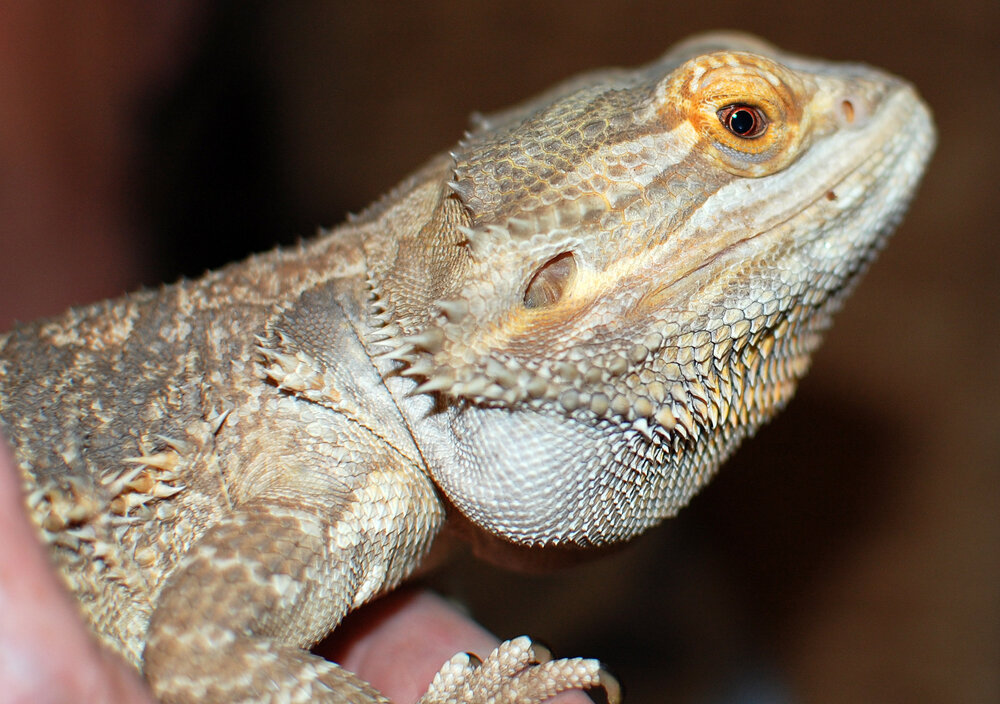 DSC_2742a.jpg