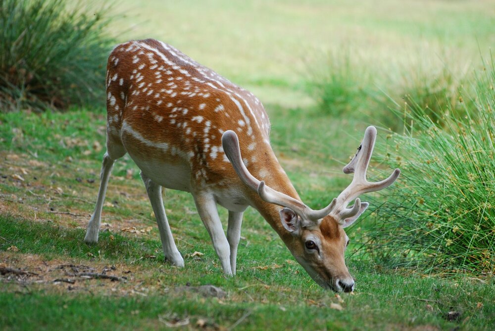 DSC_3348.JPG