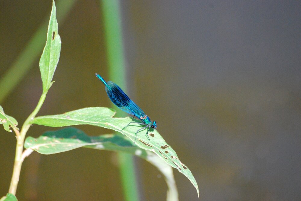 DSC_3647.JPG