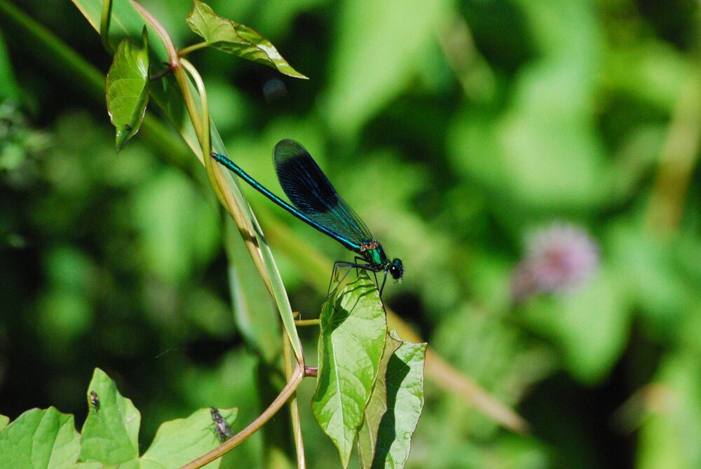 DSC_3669.JPG