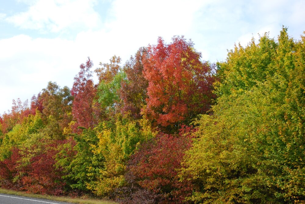 DSC_5441.JPG