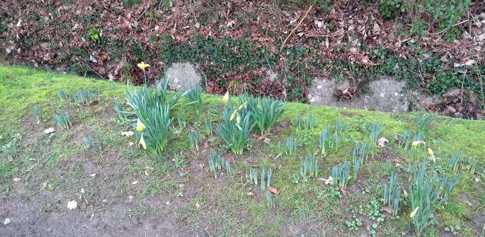 Daffs.jpg