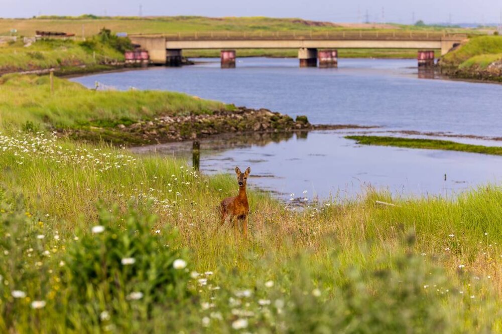 Deer-Greatham%20Creek-1.jpg