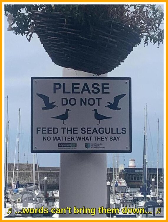 Do Not Feed The Seagulls.jpeg
