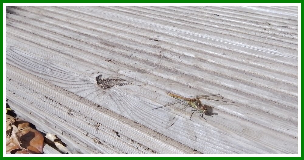 Dragonfly - 07.09.2022.jpeg