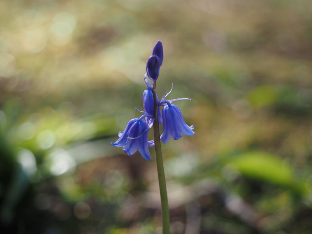 Dunster Bluebells.jpg