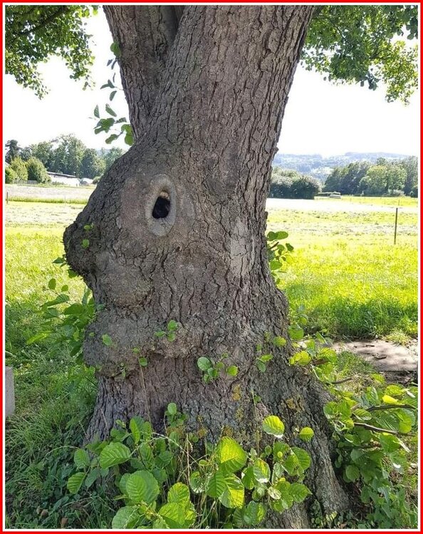 Easter Bunny... Tree.jpg
