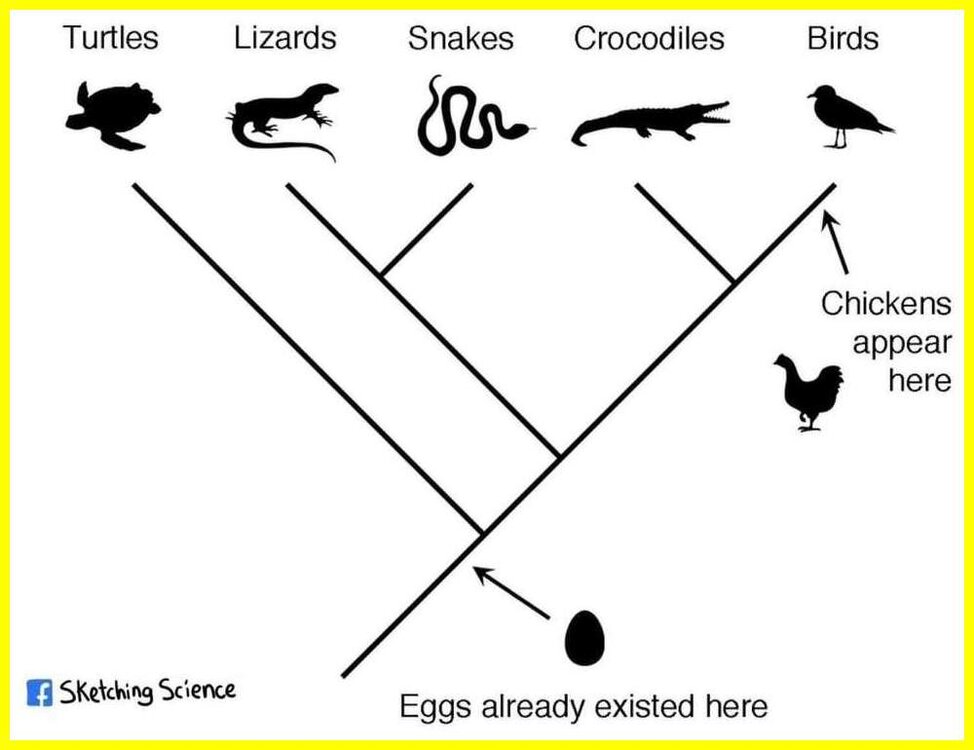 Eggs 1st.jpeg