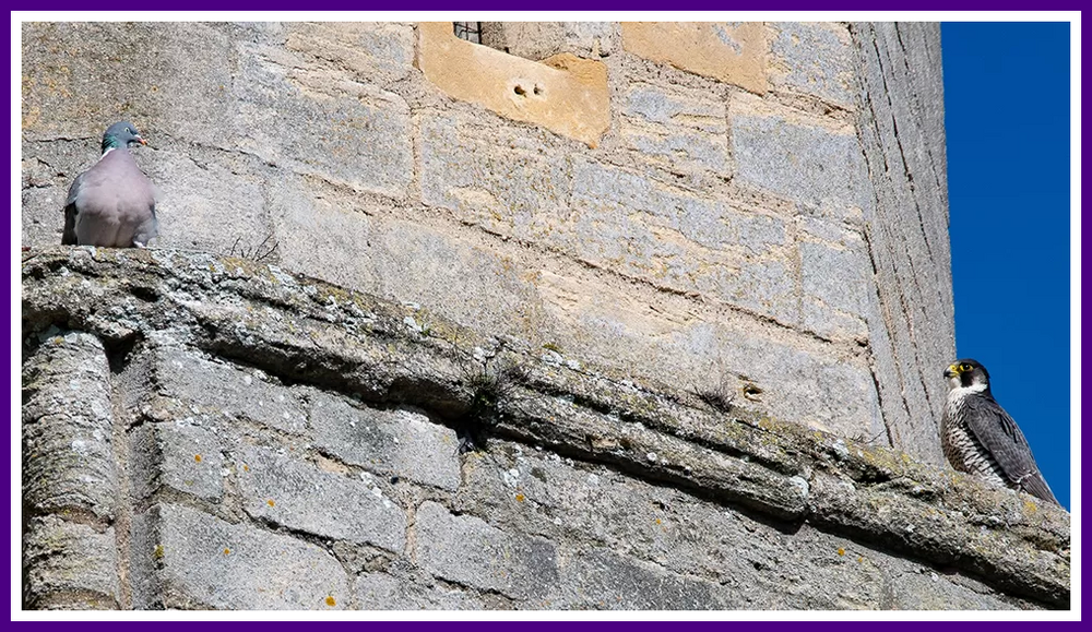 Ely Cathedral peregrine and pigeon.png