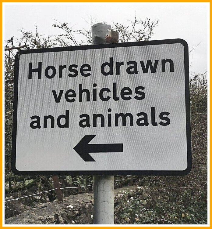 Equine Art.jpeg