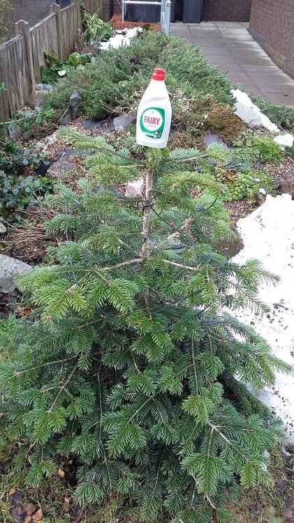 Fairy On Top Of The Tree.jpg