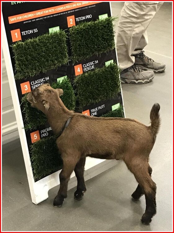 Fake Grass!.jpg