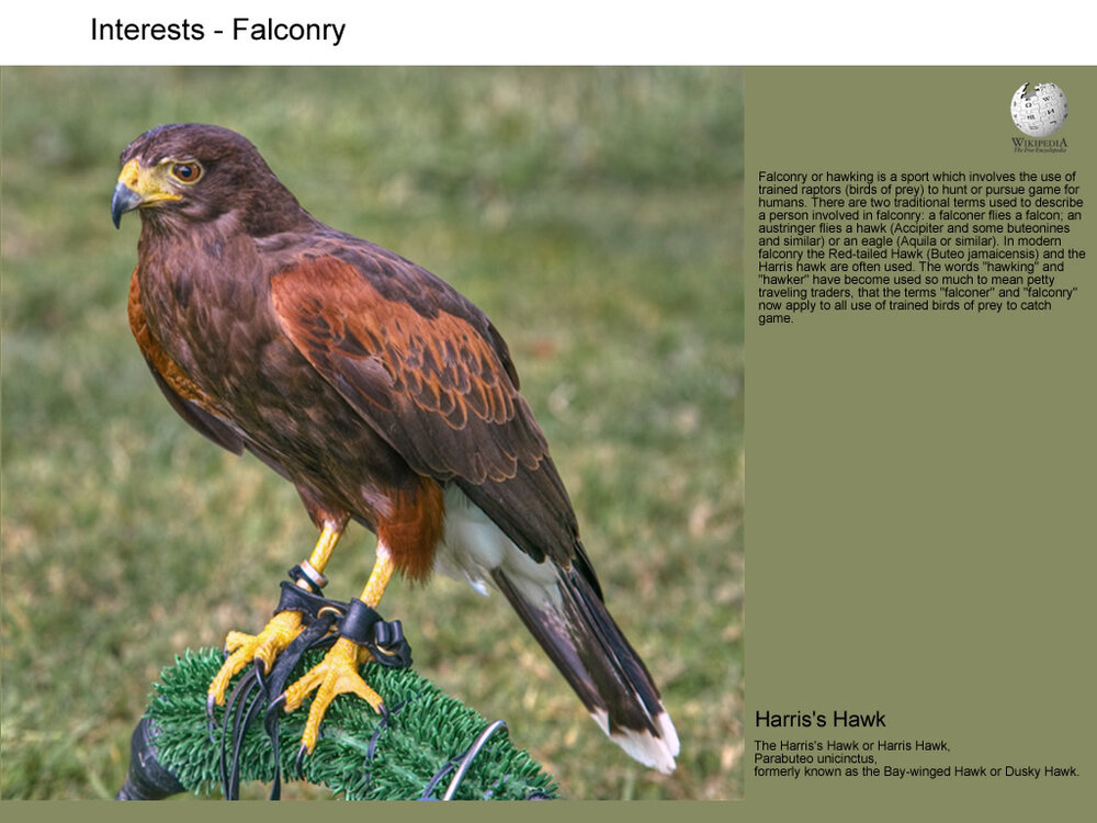 Falconstudent.jpg