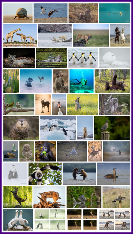 Finalists For Comedy Wildlife Photography 2023.png