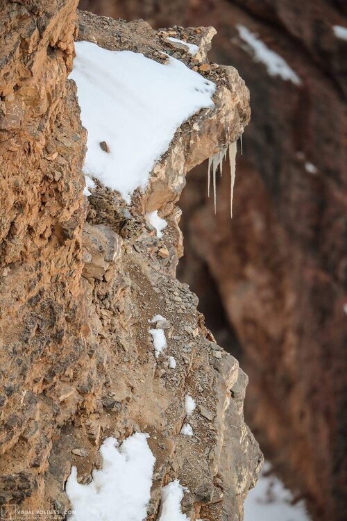 Find The Snow Leopard In This Image.jpg