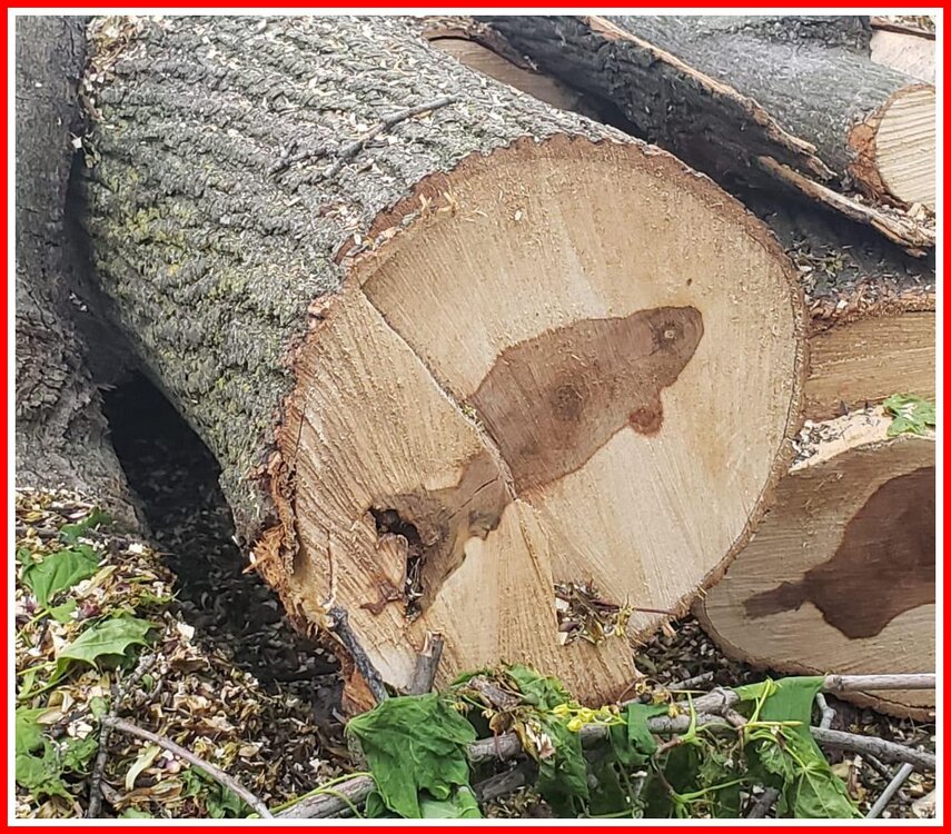 Fishy Tree.jpg