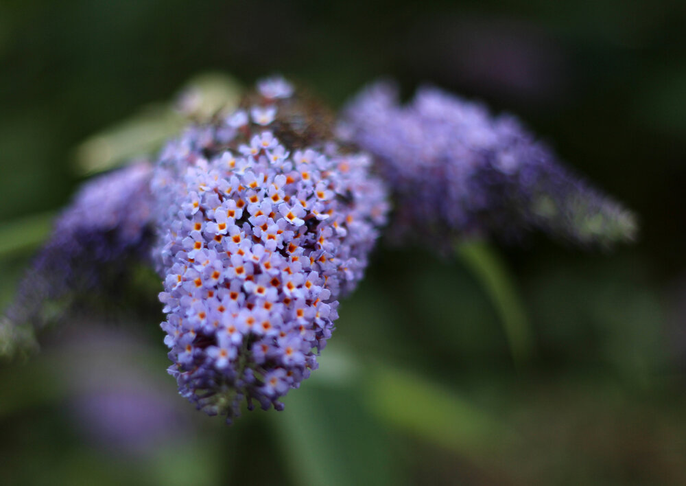 Flower.jpg