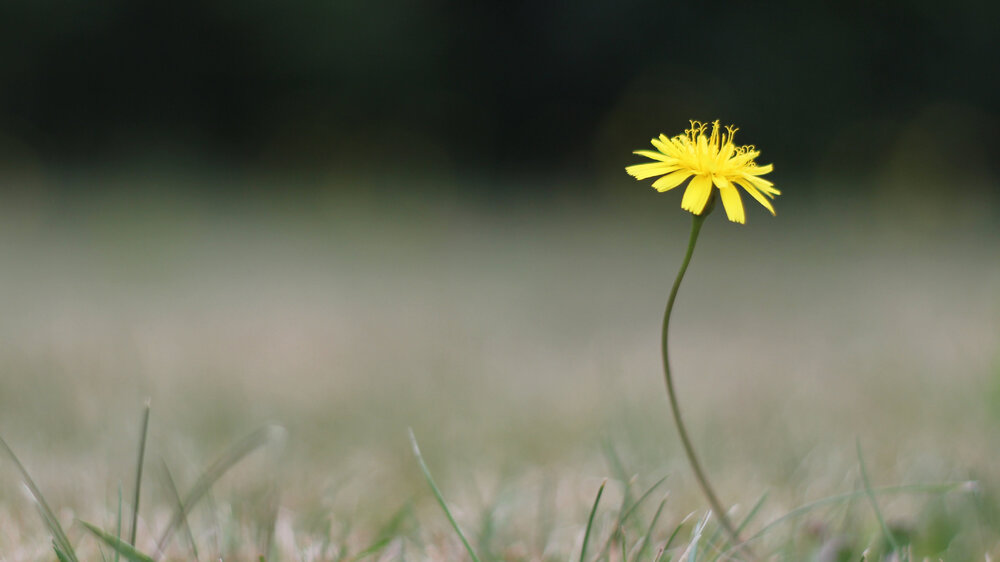 Flower 1.jpg