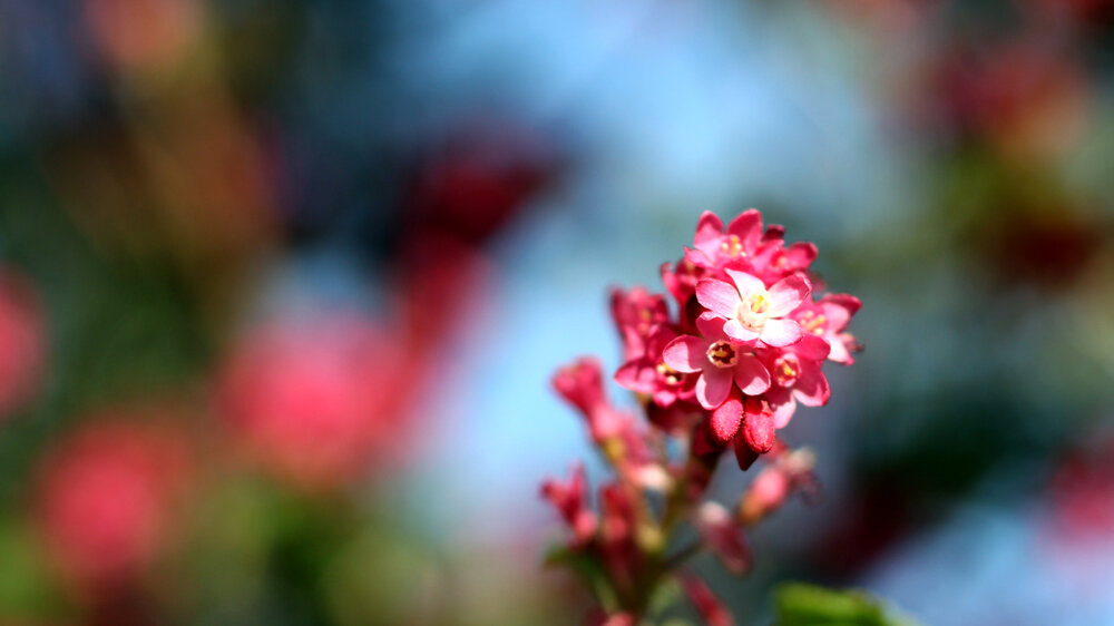 Flower3.jpg