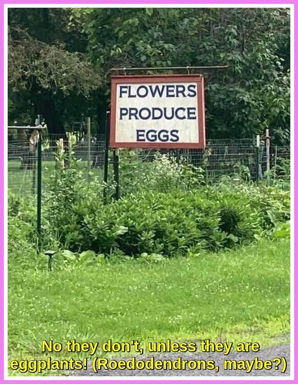 Flowers Produce Eggs.jpeg