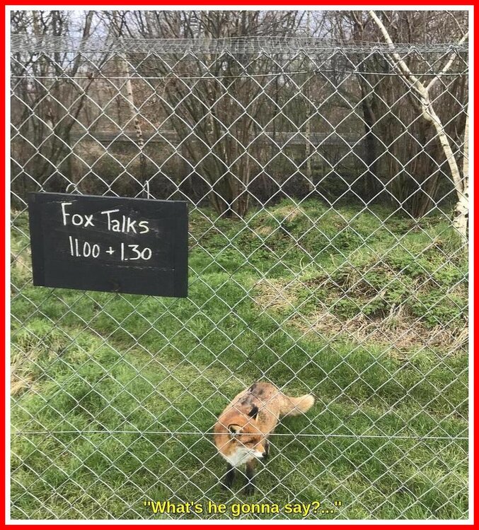 Fox Talks.jpeg