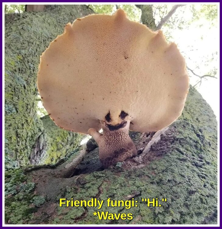 Friendly Fungi.jpeg