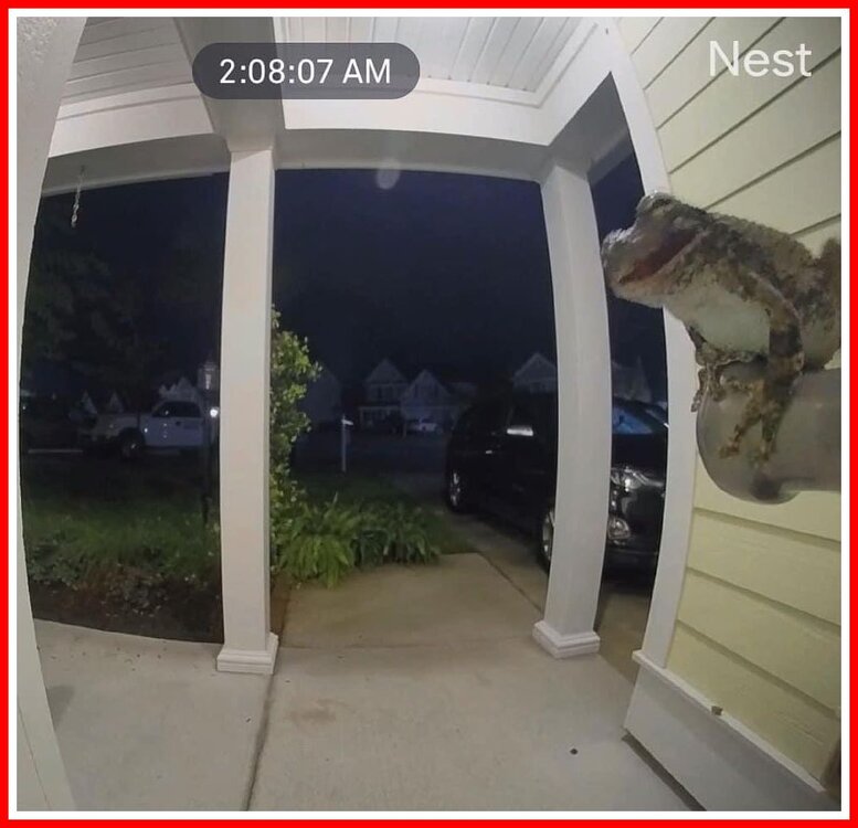 Frog At The Door.jpg