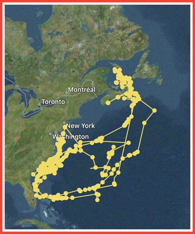 GPS Shark.jpeg
