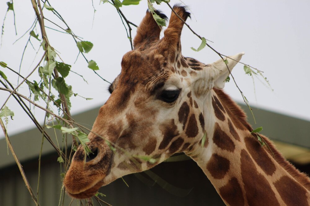 Giraffe.jpg