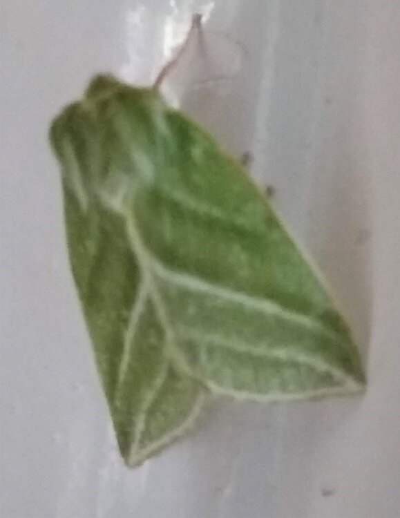Green moth.jpg