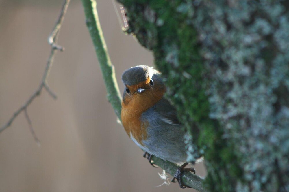 Grumpy Robin.jpg