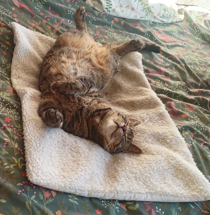 HappyCatCrop.jpg