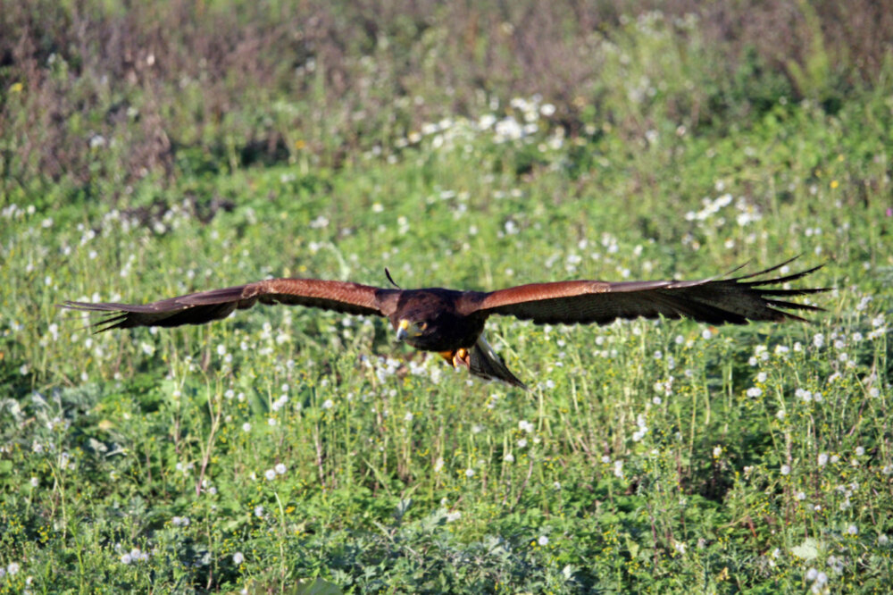 Harris Hawk on hawk walk (21)_edited-2.jpg