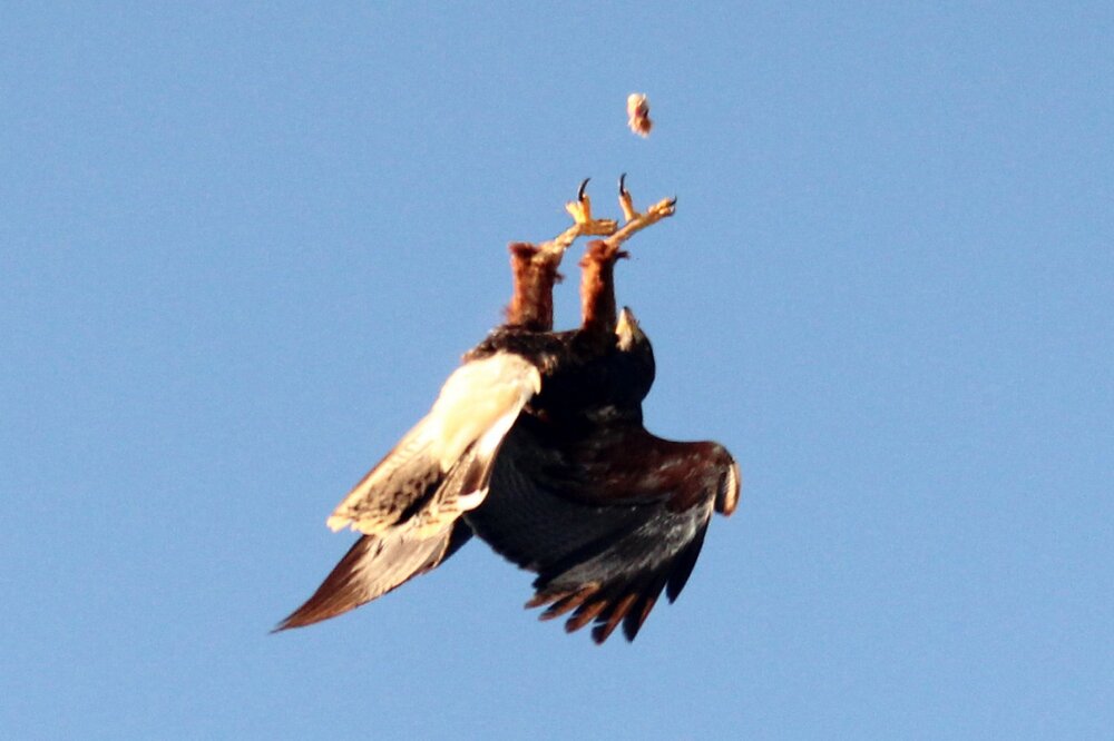 Harris Hawk on hawk walk (23) crop.jpg