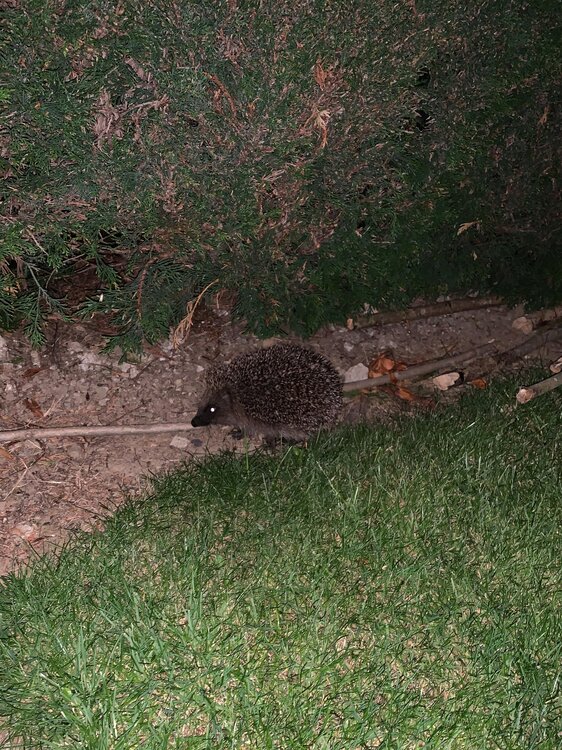 Hedgehog.jpg