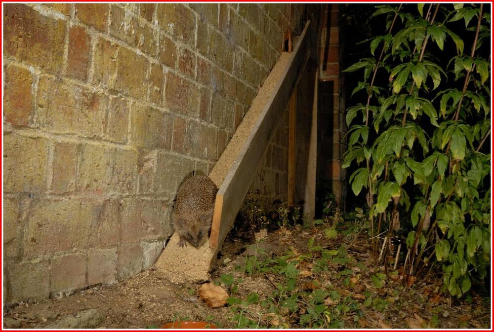 Hedgehog Ladder.jpg