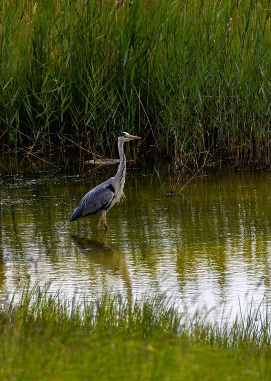 Heron-Greatham%20Creek-1.jpg