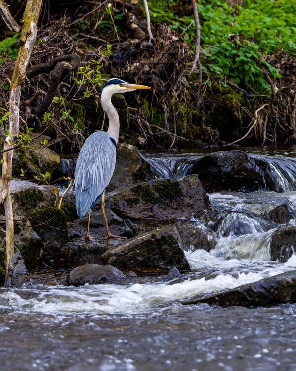 Heron%20on%20River%20Wear-1.jpg