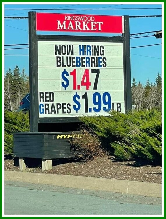 Hiring Blueberries.jpeg